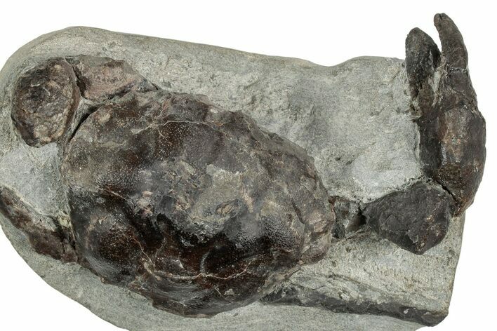 Eocene Fossil Crab (Pulalius) - Washington State #349487